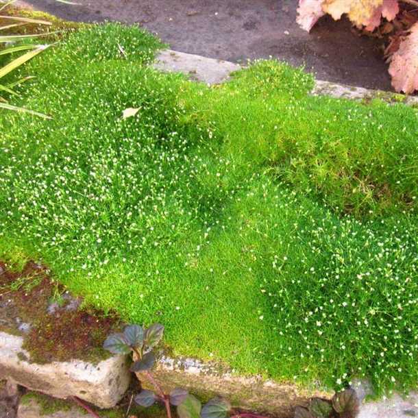 Выращивание шиловидной мшанки в домашних условиях