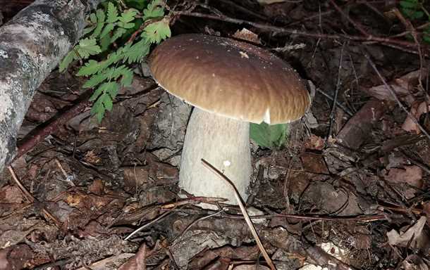 Виды белых грибов