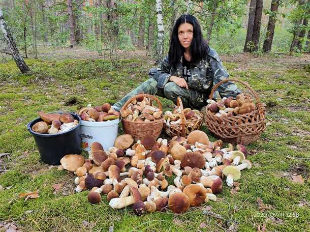 Когда и где собирают белые грибы в России