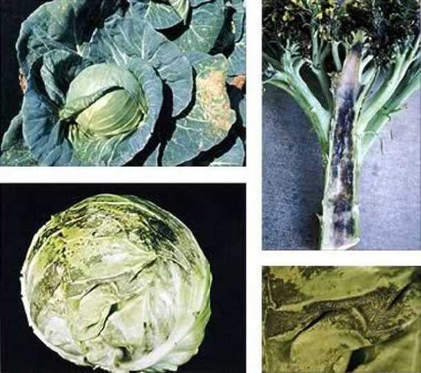 Постоянство вредителя