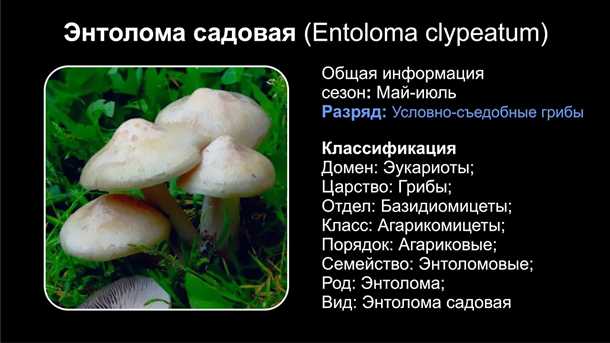 Как замариновать грибы (видео)