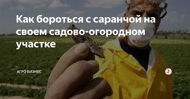 Методы борьбы с саранчой на даче