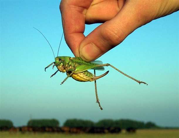Методы борьбы с саранчой (видео)
