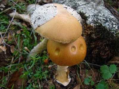 Описание гриба