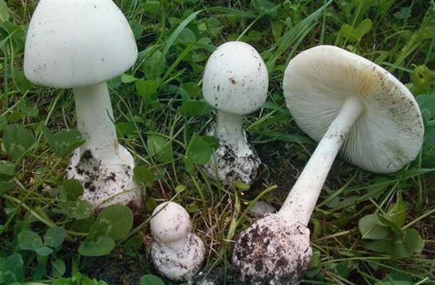 Грибы толкачики: описание (видео)