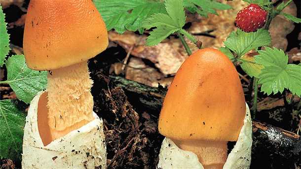 Биологические особенности