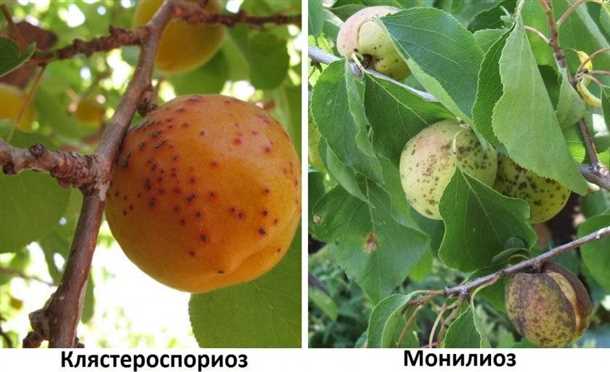 Основные признаки поражения