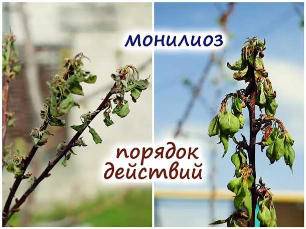 Монилиоз абрикоса: методы борьбы (видео)