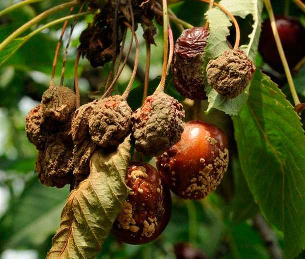 1. Ранняя диагностика