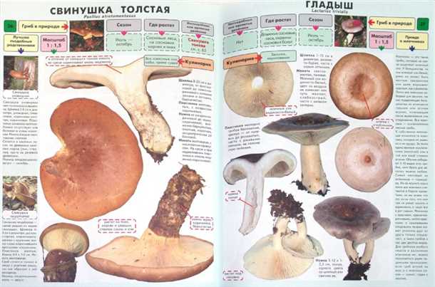 Миф 1: Черви в грибе – признак несъедобности