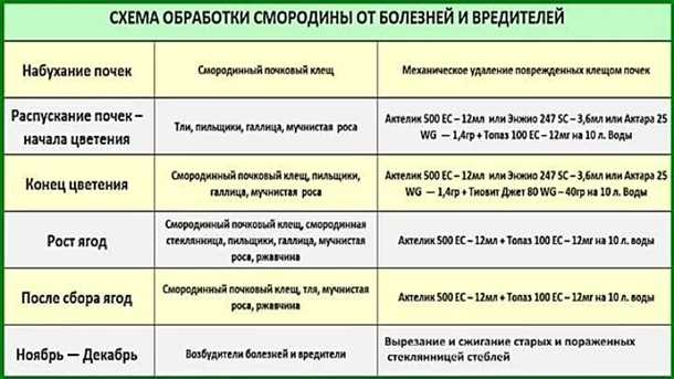 Как защитить смородину от болезней и вредителей весной Обработка смородины весной от болезней и вредителей