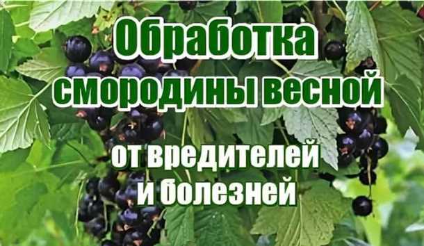 Полив
