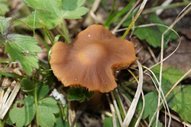 Мухомор желтый (Amanita citrina)