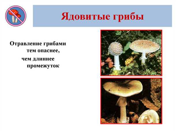 Грибные места