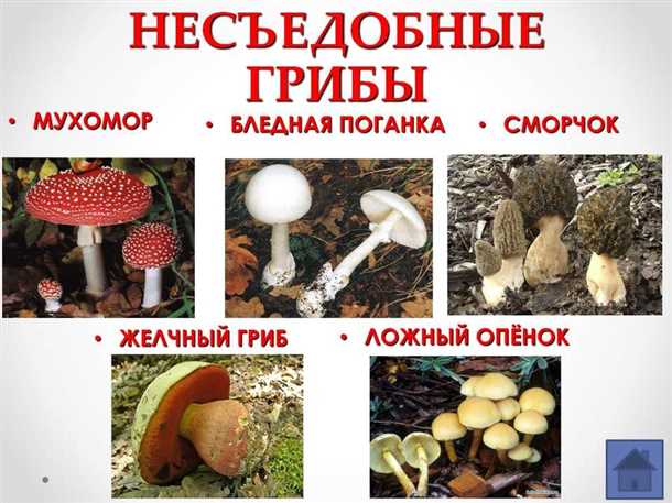 Несъедобные грибы (видео)