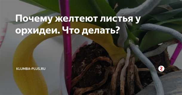 Почему у орхидеи желтеют листья