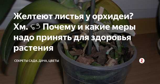 Как поливать орхидеи (видео)