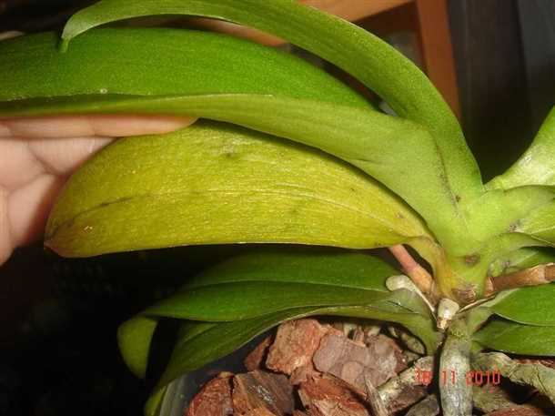 Как спасти орхидею (видео)