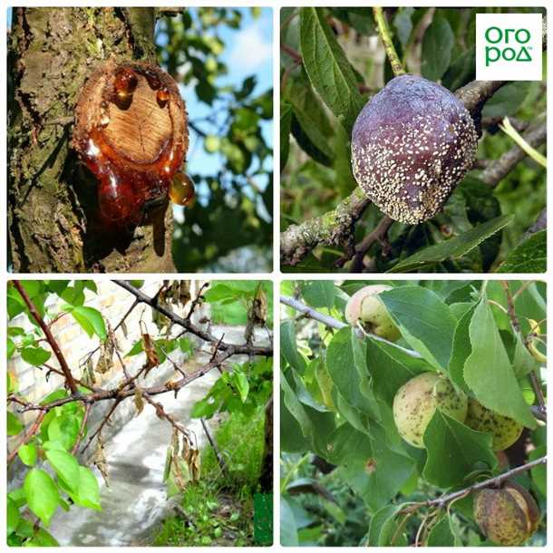 Плодовая гниль (видео)