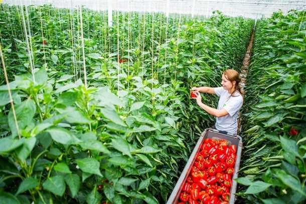 Переувлажнение почвы