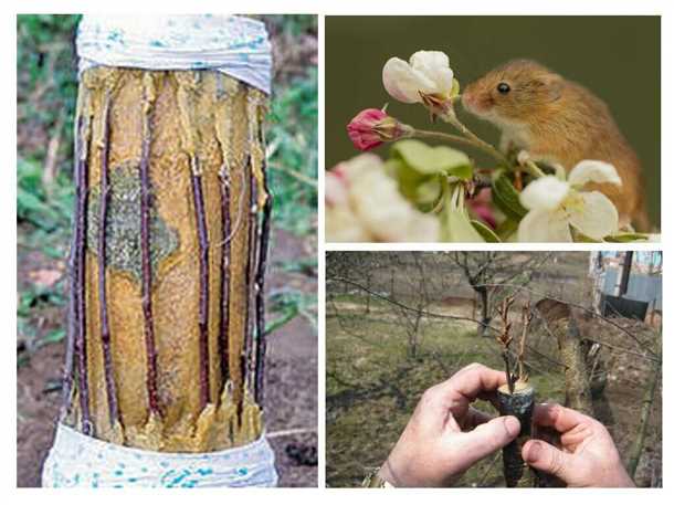 Защита сада от зайцев (видео)