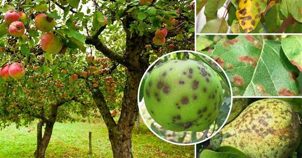 Парша яблони и груши лучшие меры борьбы