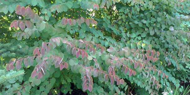 Интересная форма куста