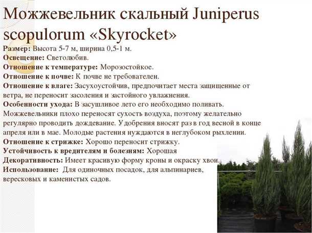 Особенности выращивания