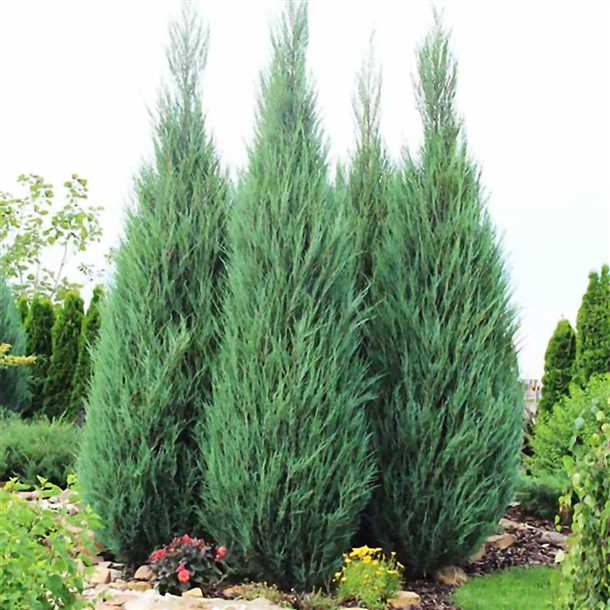 Можжевельник Скайрокет: описание (видео)