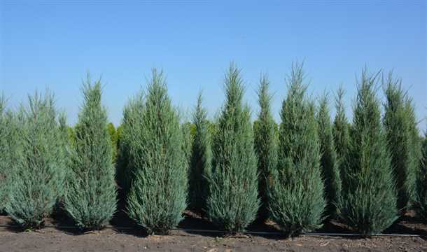 Шаг 2. Подготовка почвы.